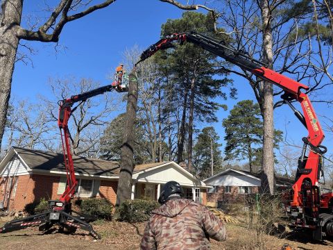 Image depicting the Service Tree Removal