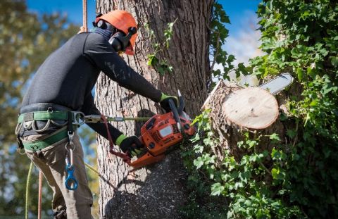 Image depicting the Service Growth Control