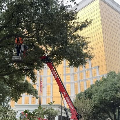 Image depicting the Service Trimming & Pruning